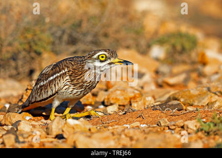 Stein - Curlew (Burhinus oedicnemus), sitzt in Halbwüste, Kanarische Inseln, Fuerteventura Stockfoto