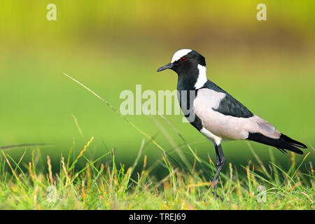 Schmied plover, Schmied Kiebitz (Anitibyx armatus, Vanellus armatus), stehend auf Gras, Südafrika, Westkap, Wilderness National Park Stockfoto