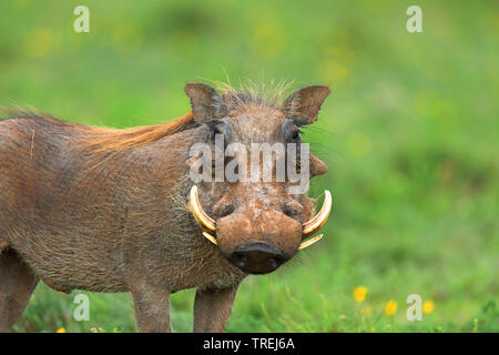 Gemeinsame Warzenschwein, savanna Warzenschwein (Phacochoerus africanus), steht im Grünland, Südafrika, Eastern Cape, Addo Elephant National Park Stockfoto