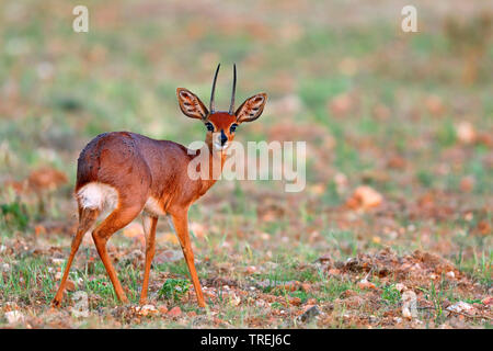 Steinböckchen (Raphicerus campestris), männlich steht in einem Feld, Südafrika, North West Provinz, Pilanesberg National Park Stockfoto