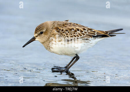 White-rumped Sandpiper (Calidris fuscicollis), am Ufer, Azoren Stockfoto