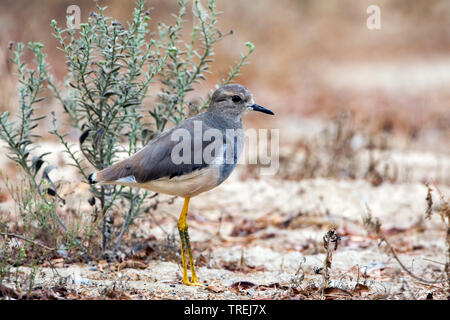 White-tailed plover (Vanellus leucurus, Chettusia leucura), auf der grpund, Oman Sohar Stockfoto