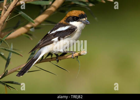 Shrike rotkopfwürger (Lanius Senator), auf einem Zweig, Ägypten, Mar Rosso Stockfoto