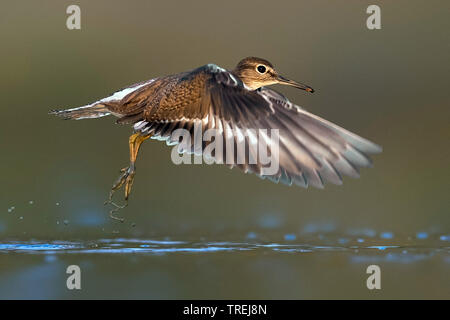 Flussuferläufer Actitis hypoleucos (Tringa, hypoleucos), über das Wasser fliegen, Italien Stockfoto