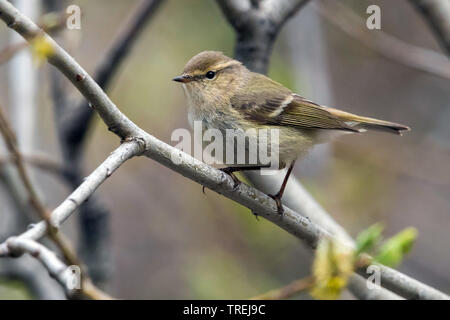 Der hume Gelbbrauen-laubsänger (Phylloscopus Humei), auf einem Zweig sitzend, Almaty, Kasachstan Stockfoto