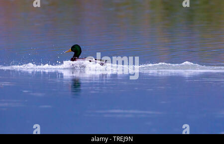 Stockente (Anas platyrhynchos), männlich Landung auf dem Wasser, Italien Stockfoto