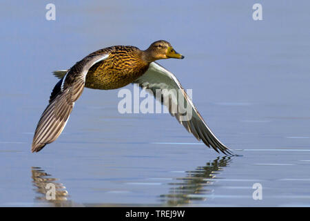 Stockente (Anas platyrhynchos), Weibliche im Flug, Italien Stockfoto