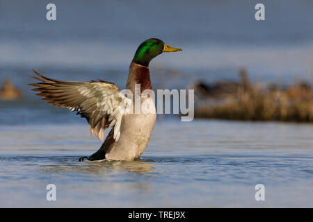 Stockente (Anas platyrhynchos), drake Schlagflügel, Italien Stockfoto