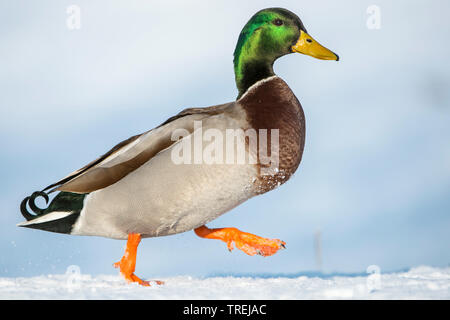 Stockente (Anas platyrhynchos), drake Wandern im Schnee, Seitenansicht, Deutschland, Niedersachsen Stockfoto