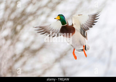 Stockente (Anas platyrhynchos), Drake im Flug, Deutschland, Niedersachsen Stockfoto