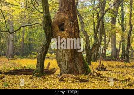 Urwald Baumweg mit alten Bäumen, Deutschland, Niedersachsen, Emstek Stockfoto