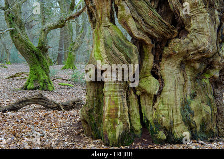 Gemeinsame Buche (Fagus sylvatica), alte Rotbuchen in der natürlichen Wald Baumweg, Deutschland, Niedersachsen, Emstek Stockfoto