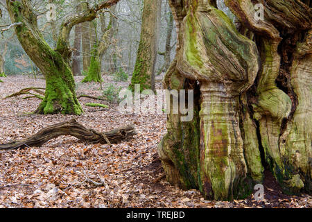 Gemeinsame Buche (Fagus sylvatica), alte Rotbuchen in der natürlichen Wald Baumweg, Deutschland, Niedersachsen, Emstek Stockfoto
