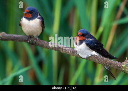 Rauchschwalbe (Hirundo rustica), zwei rauchschwalben auf einem Zweig, Italien Stockfoto