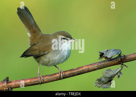 Seidensänger Warbler (Cettia cetti), sitzt auf einem Ast, Italien Stockfoto