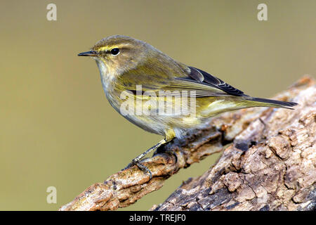 Chiffchaff (Phylloscopus collybita), sitzt auf einem Ast, Italien Stockfoto