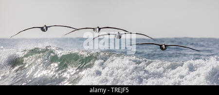 Braunpelikan (Pelecanus occidentalis), Troop über schäumenden Wellen, Vorderansicht, USA, Kalifornien, Crystal Cove State Park, Irvine fliegen Stockfoto