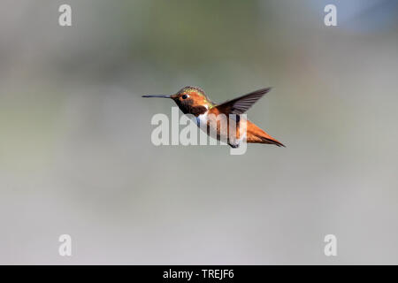 Allens Kolibri (Selasphorus sasin), männlich im Flug, USA, Kalifornien, Crystal Cove State Park, Irvine Stockfoto