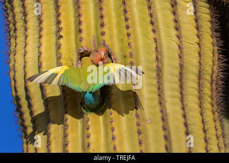 Pfirsich-faced lovebird (Agapornis roseicollis), Paar bei Zucht Fuchsbau in einem Saguaro, USA, California, Irvine Stockfoto