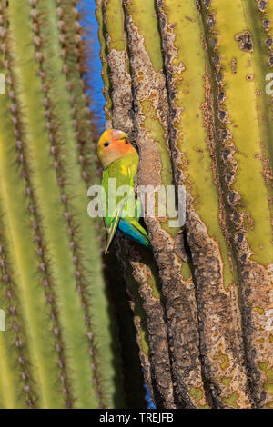 Pfirsich-faced lovebird (Agapornis roseicollis), bei der Zucht Fuchsbau in einem Saguaro, USA, California, Irvine Stockfoto