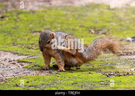 Eastern fox Eichhörnchen (sciurus Niger), sitzen auf Moss und Pflege, USA, Kalifornien, Crystal Cove State Park, Irvine Stockfoto