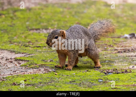 Eastern fox Eichhörnchen (sciurus Niger), Wandern auf Moss, USA, California, Irvine Stockfoto