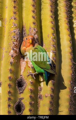 Pfirsich-faced lovebird (Agapornis roseicollis), Paar bei Zucht Fuchsbau in einem Saguaro, USA, California, Irvine Stockfoto