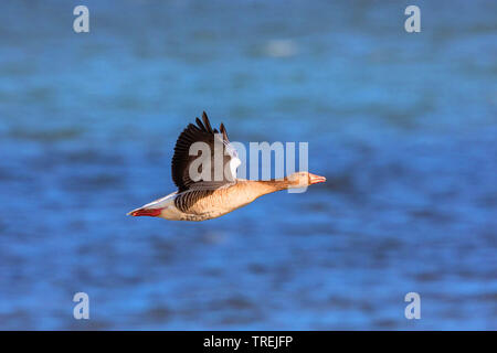 Graugans (Anser anser), im Flug über Wasser, Deutschland, Bayern, Chiemsee Stockfoto