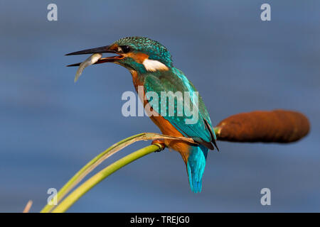 Fluss Eisvogel (Alcedo atthis), mit Beute in der Rechnung, Italien Stockfoto