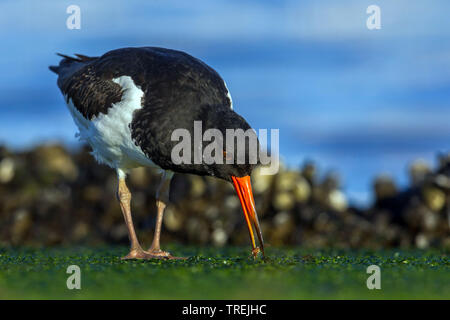 Paläarktis Austernfischer (Haematopus ostralegus), auf die Spannungsversorgung am Ufer, Italien Stockfoto