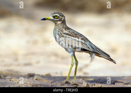 Stein - Curlew (Burhinus oedicnemus), am felsigen Ufer, Ägypten Stockfoto