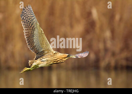 Eurasischen Rohrdommel (Botaurus stellaris), im Flug, Italien Stockfoto