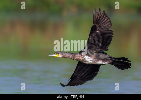 Chinesische Kormoran (Phalacrocorax carbo sinensis, Phalacrocorax sinensis), im Flug über Wasser, Italien Stockfoto