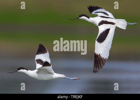 Pied Säbelschnäbler (Recurvirostra Avosetta), zwei erwachsene Vögel im Flug, Seitenansicht, Italien Stockfoto