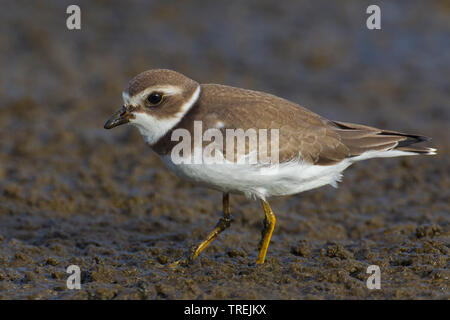 Semi-palmated plover (Charadrius semipalmatus), Schlamm, Azoren, Terceira Stockfoto