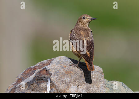 Mountain rock Thrush (Monticola Saxatilis), auf einem Felsen, Türkei, Schwarzes Meer Küste Stockfoto