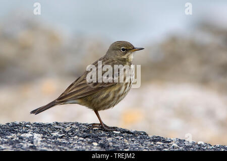 Rock pitpit (Anthus petrosus), auf einem Felsen, Italien Stockfoto