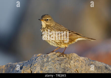 Rock pitpit (Anthus petrosus), auf einem Felsen, Italien Stockfoto