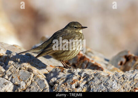 Rock pitpit (Anthus petrosus), auf einem Felsen, Italien Stockfoto