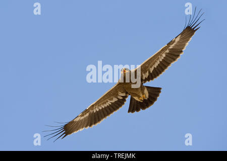 Steppe Eagle (Aquila nipalensis, Aquila rapax nipalensis), im Flug, Oman Stockfoto