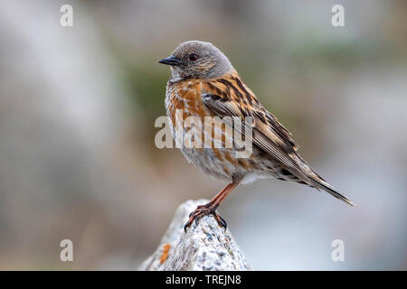 Himalayan accentor (Prunella himalayana), auf einem Felsen, Kasachstan, Ile Alatau Nationalpark Stockfoto