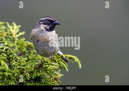 Black-throated accentor (Prunella atrogularis huttoni, Prunella atrogularis huttoni), auf einem Busch, Kasachstan, Almaty, Ile Alatau Nationalpark Stockfoto