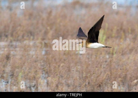 Black-winged pratincole (Glareola nordmanni), Fliegende, Kasachstan, Astana Stockfoto