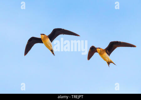 Black-winged pratincole (Glareola nordmanni), Fliegende, Kasachstan, Astana Stockfoto