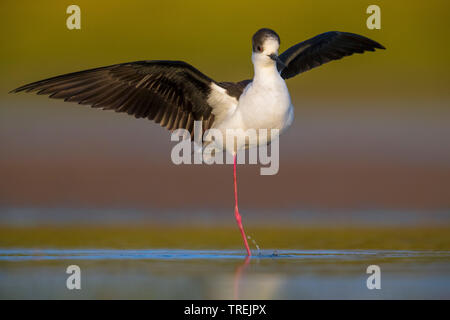 Schwarz - geflügelte Stelzenläufer (Himantopus himantopus), auf einem Bein stehen mit ausgestreckten Flügeln, Italien Stockfoto