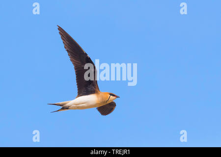 Black-winged pratincole (Glareola nordmanni), Fliegende, Kasachstan, Astana Stockfoto