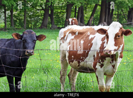 Nach weißen und braunen Kuh und eine junge schwarze Kalb am Zaun auf Country Farm Stockfoto