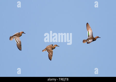 Krickente (Anas querquedula querquedula, Spatel), erwachsene männliche mit weiblichen im Flug, Polen Stockfoto
