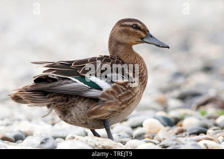 Krickente (Anas querquedula querquedula, Spatel), männlich in Eclipse Gefieder auf Kies, Österreich Stockfoto