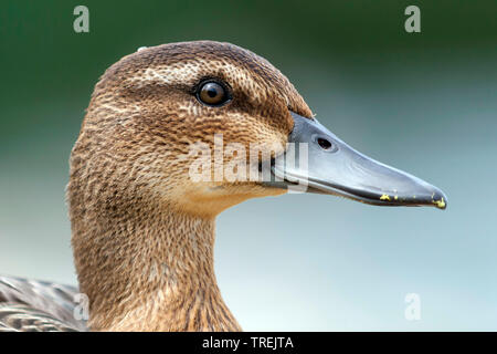 Krickente (Anas querquedula querquedula, Spatel), männlich in Eclipse Gefieder, Porträt, Österreich Stockfoto